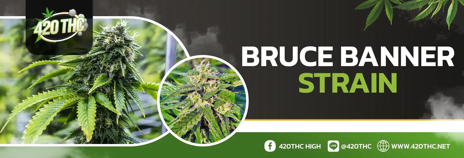 Bruce Banner Strains PC