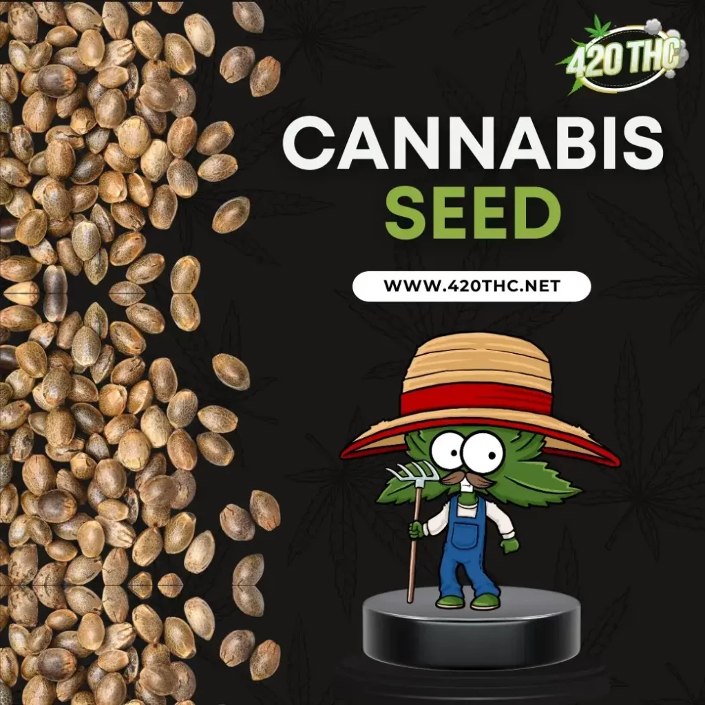 Cannabis seed