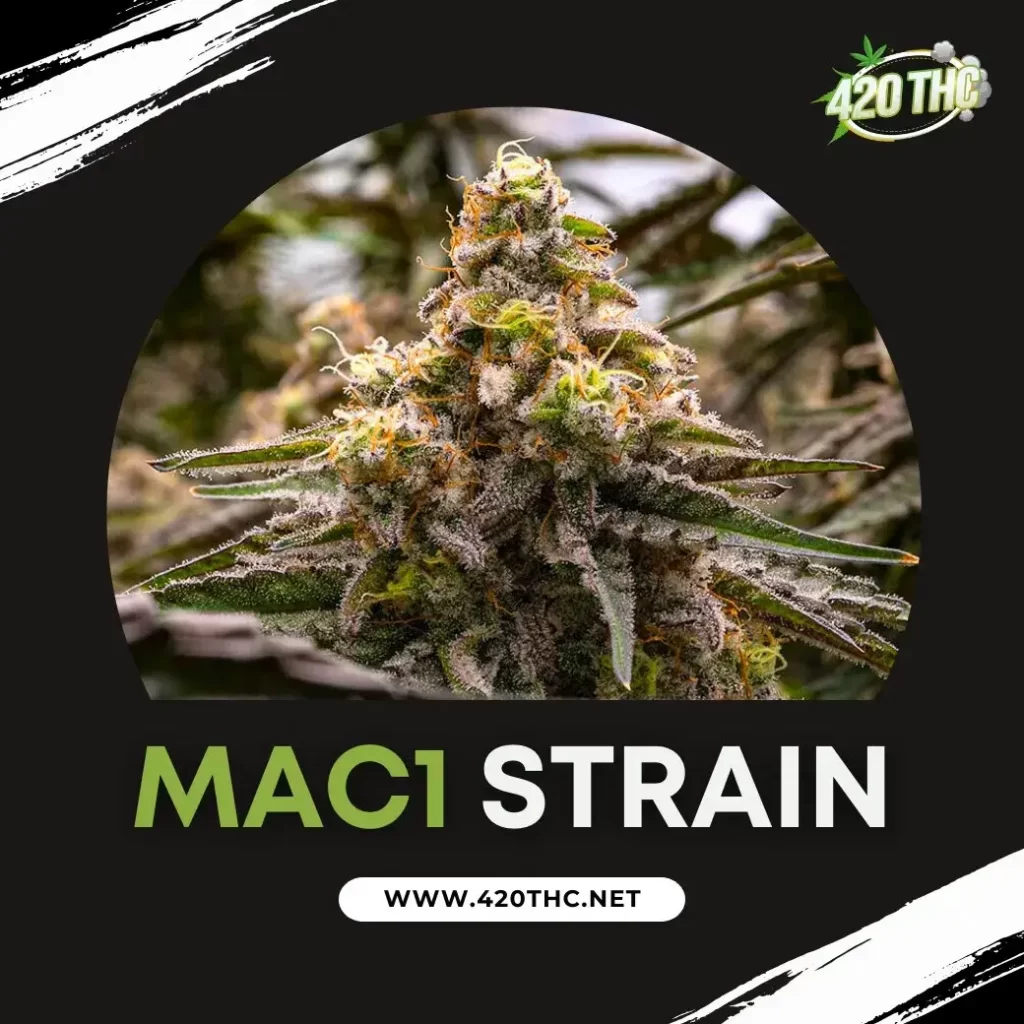 Mac1 Strain