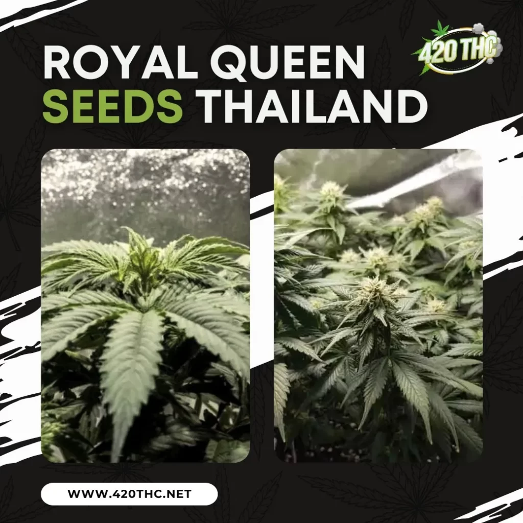 Royal Queen Seeds Thailand