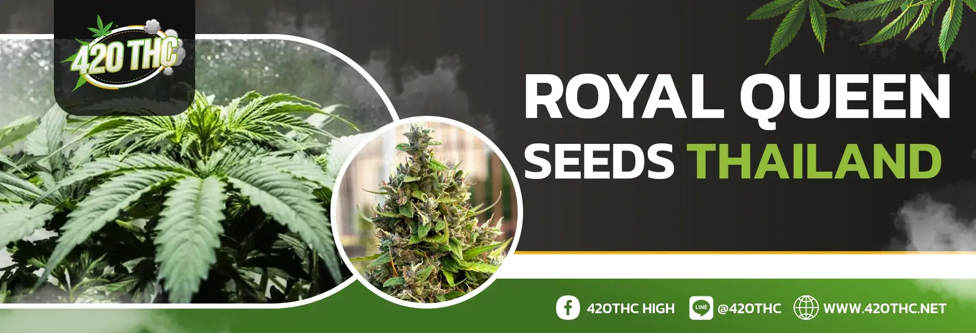 Royal Queen Seeds Thailand PC
