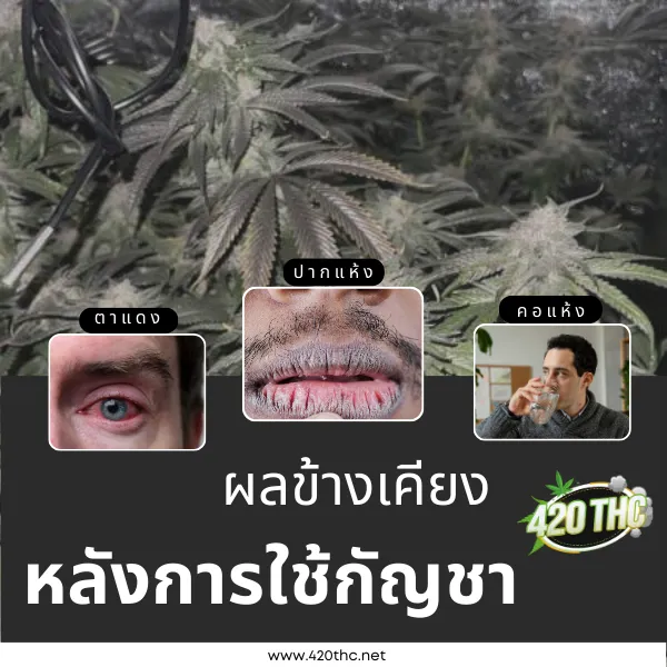 ผลกระทบข้างเคียงหลังการใช้ดอก กัญชา