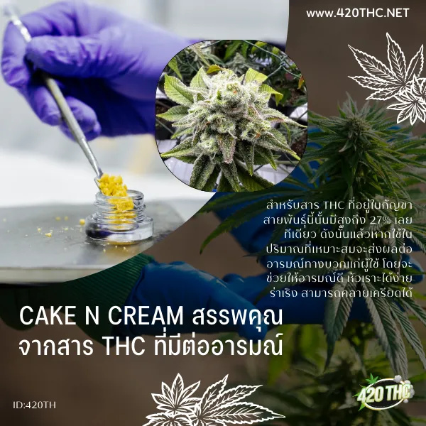 Cake N Cream สรรพคุณ จากสาร THC ที่มีต่ออารมณ์