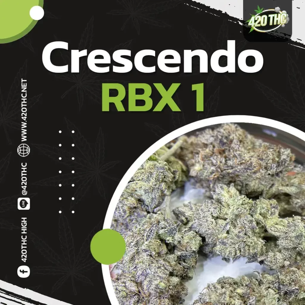 Crescendo Rbx 1