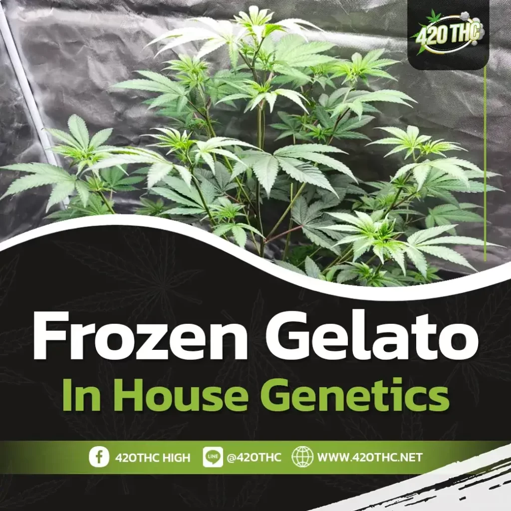 Frozen gelato in house genetics