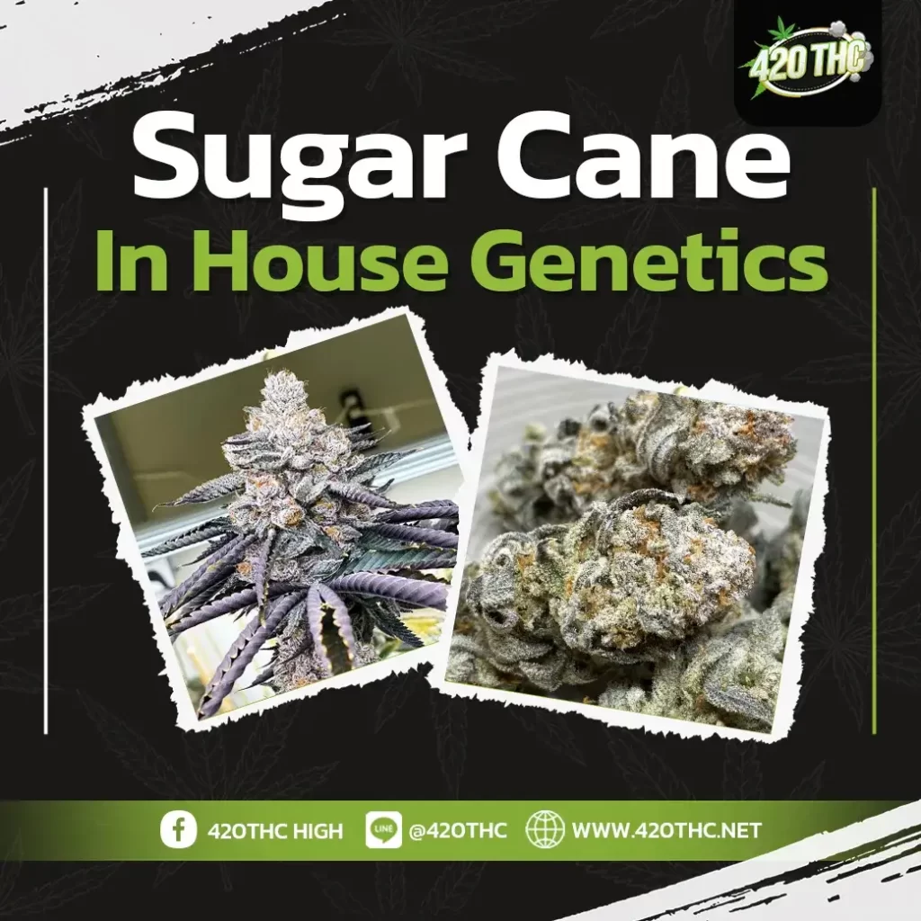 Sugar Cane in House Genetics