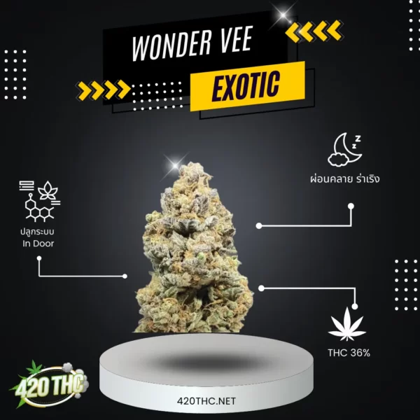 Wonder Vee Exotic 2