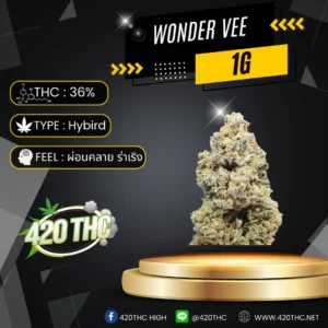 Wonder Vee Exotic